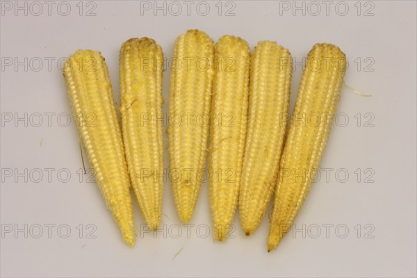Corn (Zea mays) on the corn cob, sweet corn