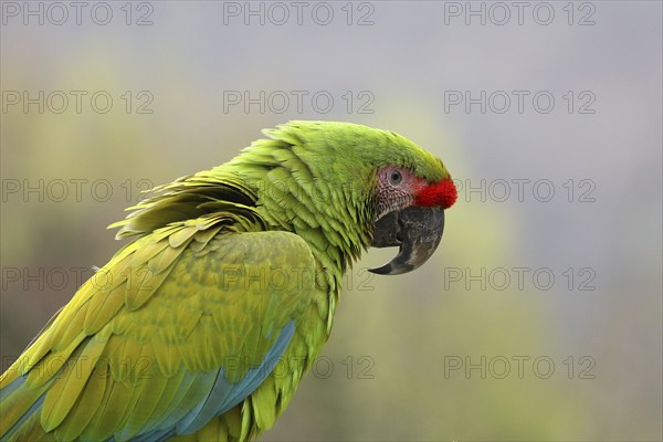 Great green macaw (Ara ambigua), animal portrait, captive, Herborn-Uckersdorf Zoo, Hesse, Germany,