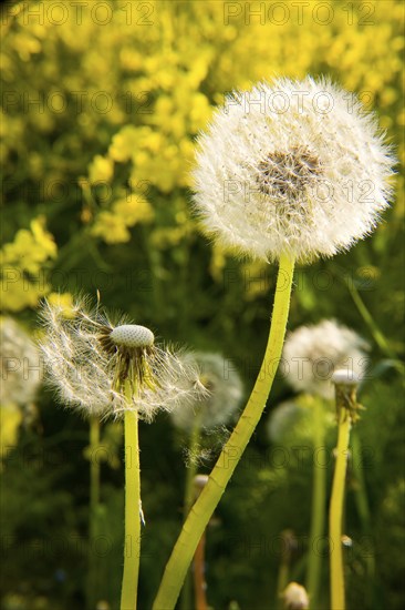 Dandelion, dandelions