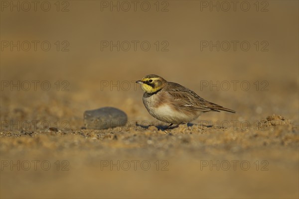 Shorelark or Horned lark (Eremophila alpestris) adult bird on a beach, Suffolk, England United