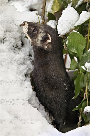 European polecat (Mustela putorius) or wood polecat, looking out of snow-covered bushes, captive,