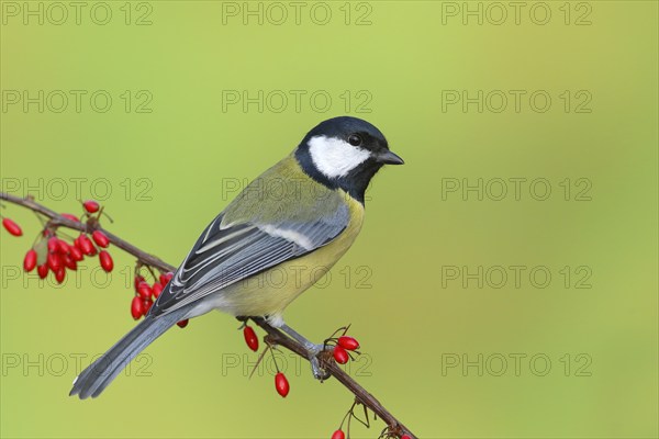 Great tit (Parus major) on green red barberry (Berberis thunbergii) with red berries in autumn,