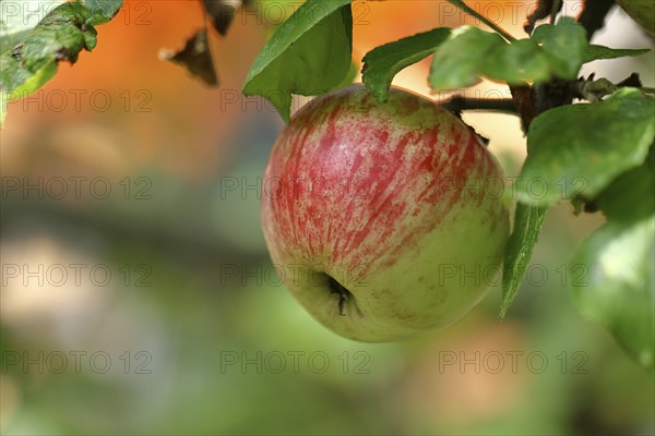 Ripe red apple hanging ripe for harvest on tree, bokeh in background, fruit tree, orchard, North