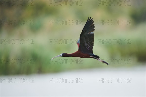 Glossy ibis (Plegadis falcinellus) flying, Camargue, France, Europe