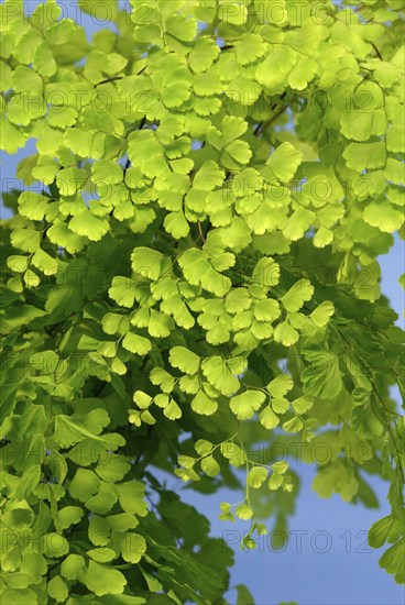 Maidenhair Fern (Adiantum raddianum)