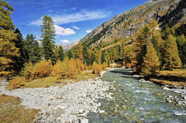 Autumn coloured larch forest (Larix), at the river Roseg, Val Roseg, Pontresina, Graubünden,