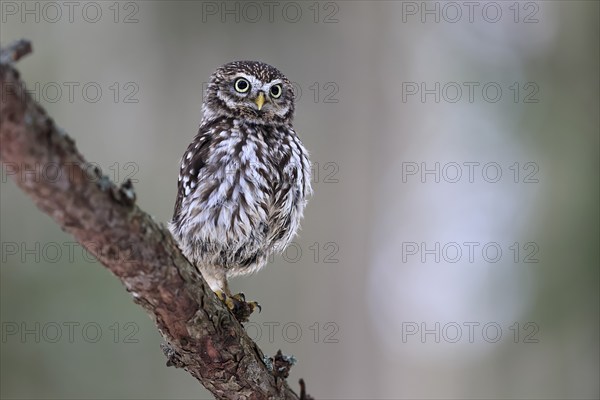 Pygmy Owl (Glaucidium passerinum), adult, in winter, perch, watchful, Bohemian Forest, Czech