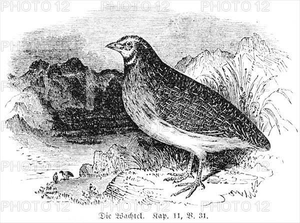 The quail, landscape, sea, God, two cubits, Old Testament, Genesis, Fourth Book of Moses, Chapter