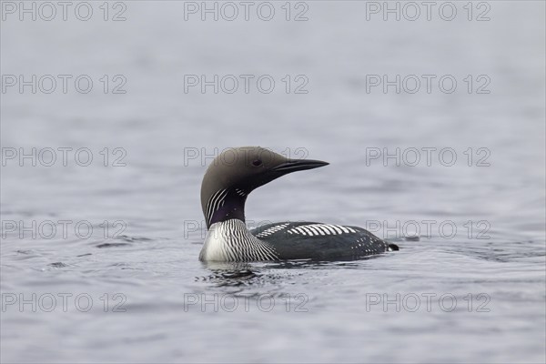 Black-throated loon, Arctic loon, black-throated diver (Gavia arctica) in breeding plumage swimming
