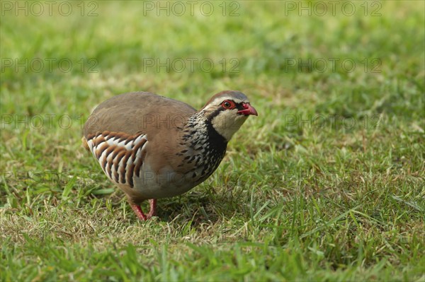 Red legged or French partridge (Alectoris rufa) adult bird on a garden lawn, Norfolk, England,