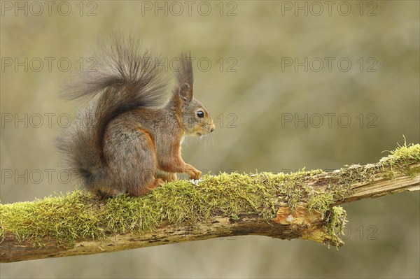 Eurasian red squirrel (Sciurus vulgaris), sitting on a branch covered with moss, wildlife, Wilden,