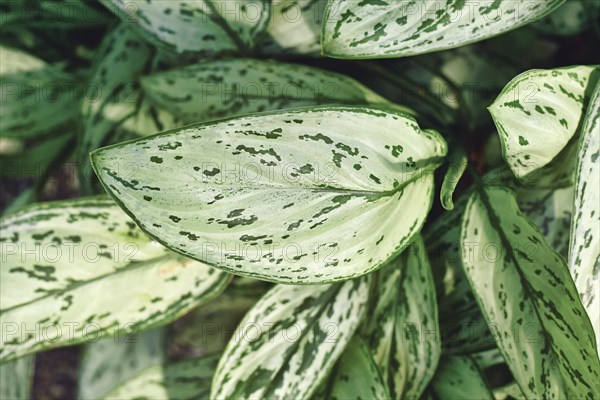 Top view of leaf of exotic 'Aglaonema Commutatum Silver Queen' houseplant with beautiful silver
