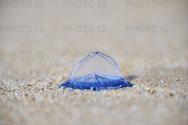 Sea (Velella velella) raft jellyfish lying on the sand on a beach, near Tarragona, Catalonia,