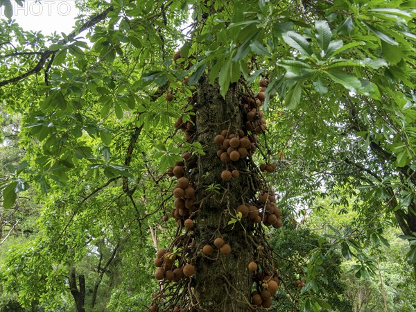 Cannonball tree (Couroupita guianensis), Kandy Botanical Gardens, Sri Lanka, Asia