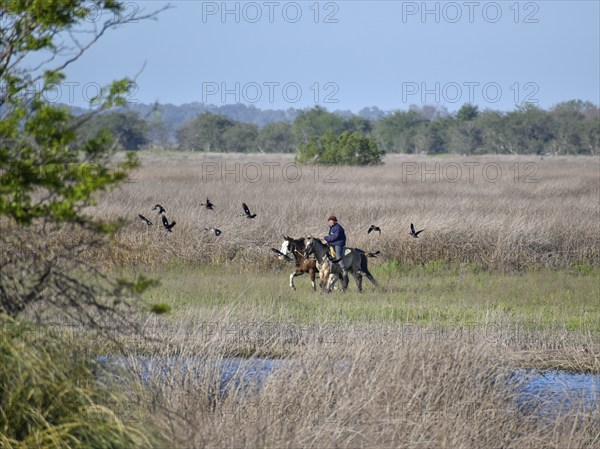 An Argentine gaucho leads his horses to the river to water them, Navarro, Buenos Aires province,