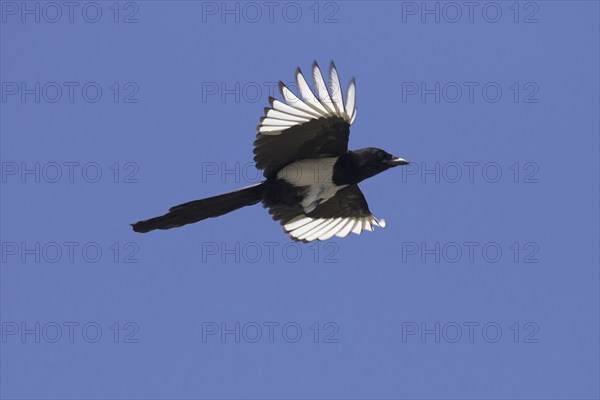 Eurasian magpie (Pica pica), common magpie in flight against blue sky