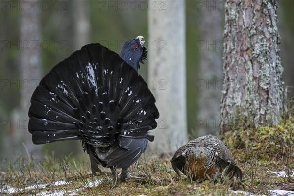 Western capercaillie (Tetrao urogallus) female and male displaying at lek in coniferous forest in