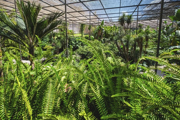 Interior view of the cold house Estufa Fria is a greenhouse with gardens, ponds, plants and trees
