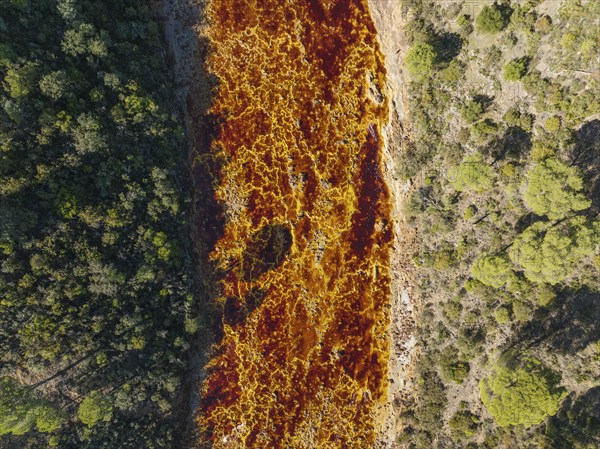 The Rio Tinto (Red river) flowing through a forest of Stone or Umbrella pines (Pinus pinea), its