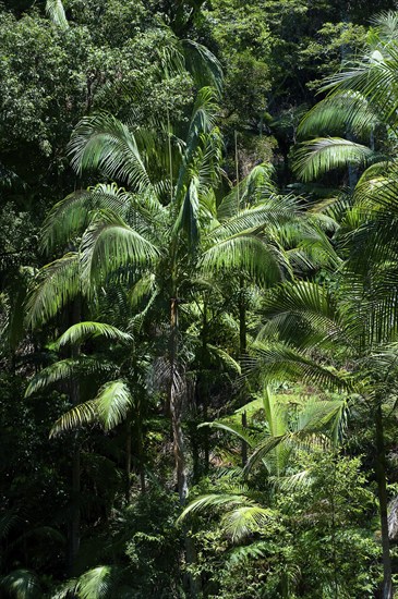 Palm trees in the Australian jungle, nature, jungle, rainforest, tropics, tropical, Nightcap