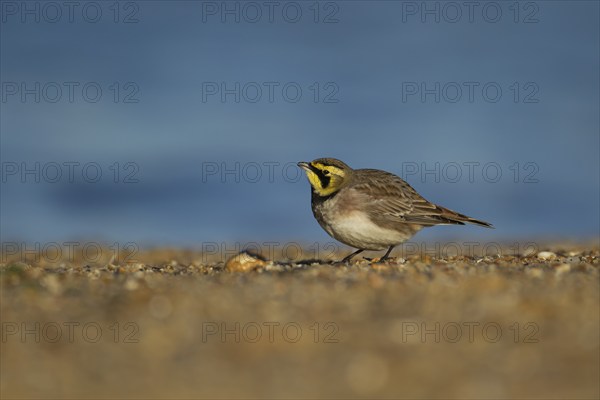 Shorelark or Horned lark (Eremophila alpestris) adult bird on a beach, Suffolk, England United