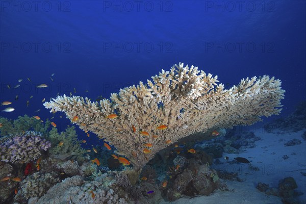 Pharaoh's antler coral (Acropora pharaonis) and school, school of fish, group of sea goldie