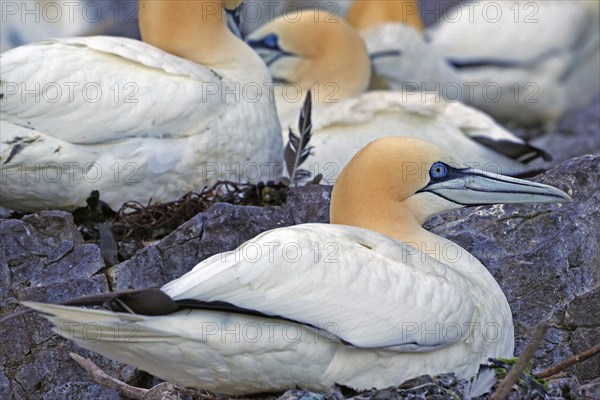 Gannets resting on rocks, surrounded by nature and other birds, in a peaceful atmosphere, Gannets,