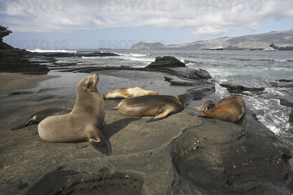 Galapagos sealions, Galápagos sea lions (Zalophus wollebaeki) on the beach of Puerto Egas on