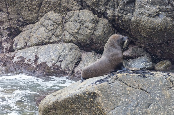 Pinnipeds (Pinnipedia), Colony, Cape Foulwind, New Zealand, Oceania