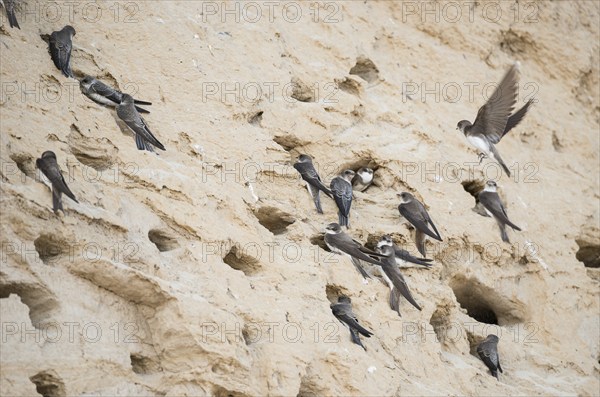 Many sand martins or Rhine martins, nominate species (Riparia riparia riparia) are sitting at their