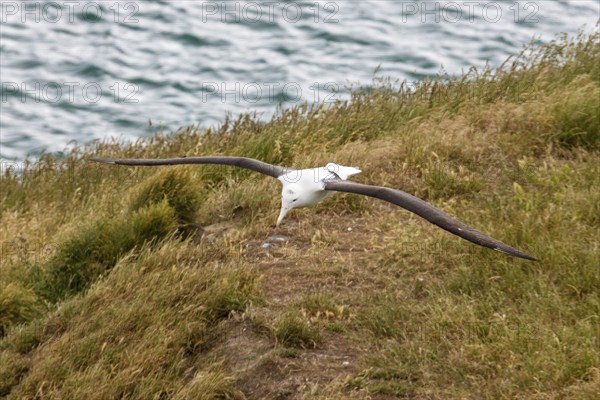 Albatros (Diomedea sanfordi), Taiaroa Head, Otago Peninsula, Neuseeland