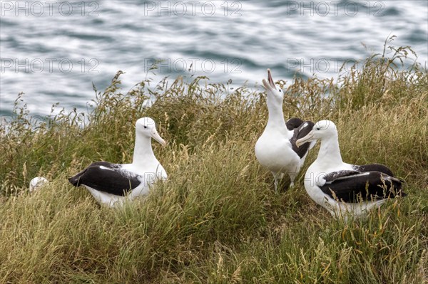 Albatros (Diomedea sanfordi), Taiaroa Head, Otago Peninsula, Neuseeland