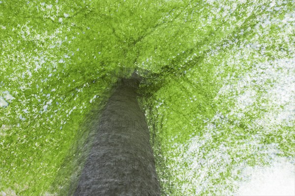 Beech tree in spring, multiple exposure, Swabian Alb, Baden-Württemberg, Germany, Europe