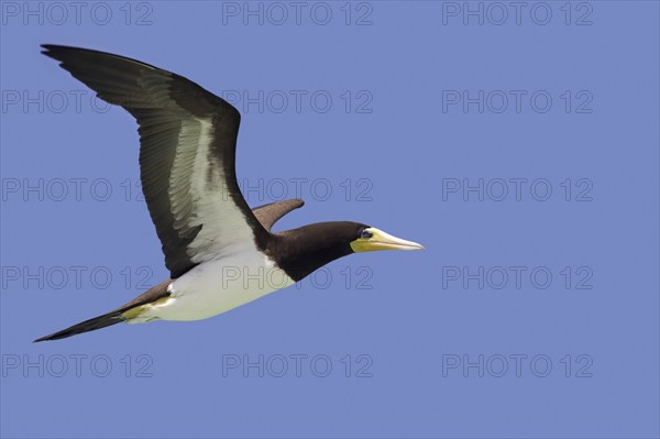 Brown booby (Sula leucogaster) in flight against blue sky