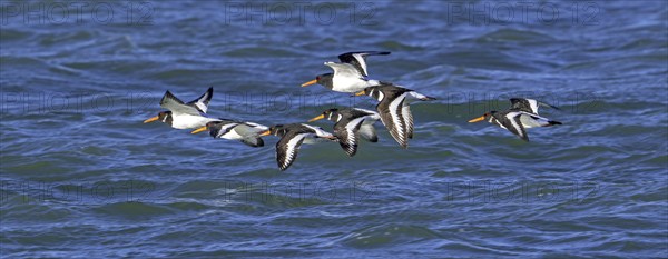 Common pied oystercatchers (Haematopus ostralegus) Eurasian oystercatcher flock flying over sea