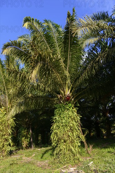 A tall palm tree stands in the centre surrounded by lush greenery under a blue sky, palm tree with