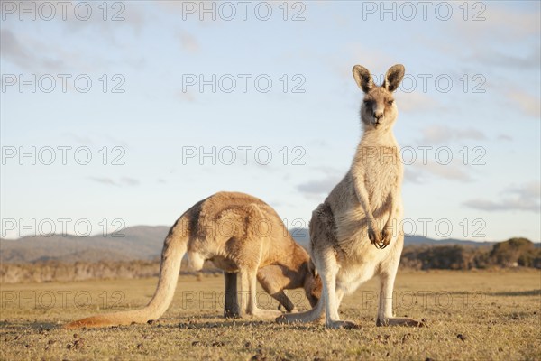 Kangaroos in Narawntapu National Park