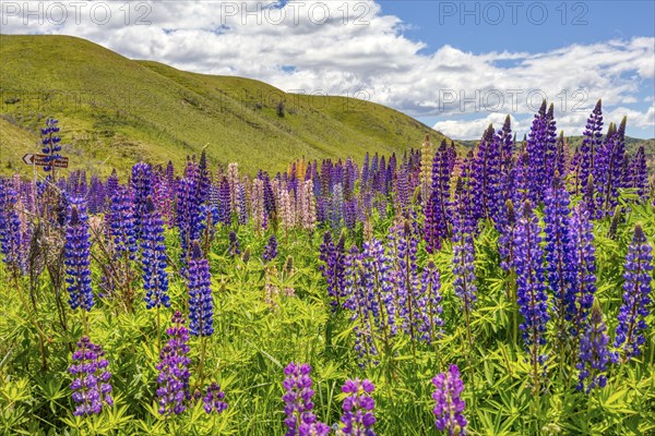 Lupins (Lupinus), New Zealand, Oceania
