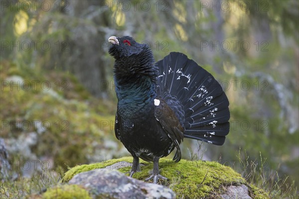 Western capercaillie (Tetrao urogallus) male calling and displaying with erect tail and neck