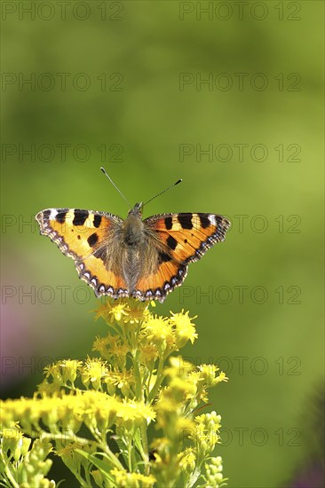 Small tortoiseshell (Aglais urticae), on a goldenrod (Solidago) flower, Wilden, North
