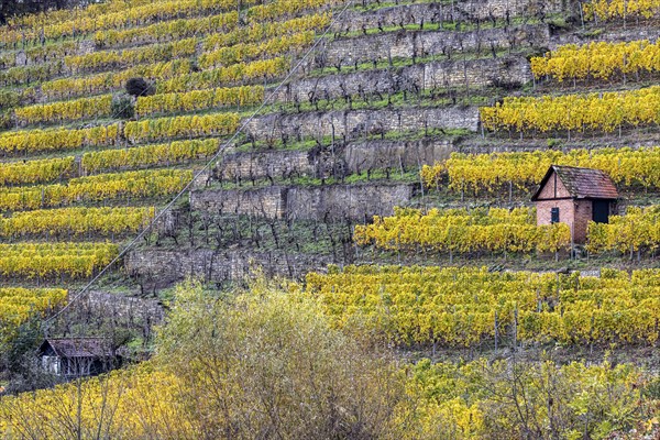 Vineyard cottage in the vineyard, landscape on the Neckar in autumn, Hofen, Stuttgart,