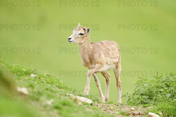 European mouflon (Ovis aries musimon) youngster walking on a meadow, tirol, Kitzbühel, Wildpark