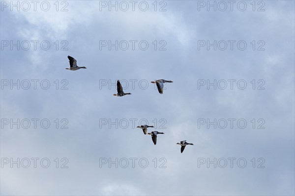 Flying grey geese (Anser anser), Goldhöft, Geltinger Birk, Gelting, Schleswig-Holstein, Germany,