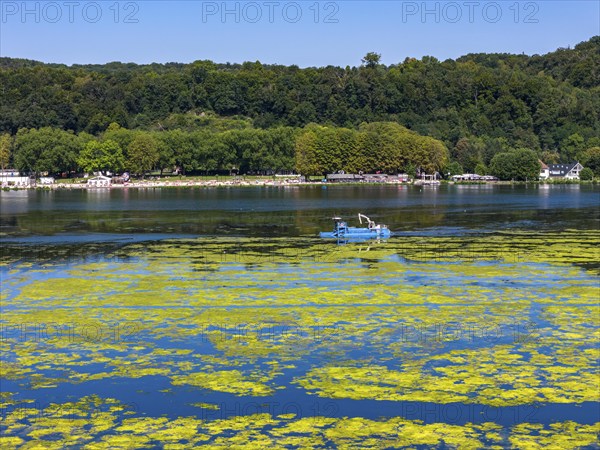 Ruhrverband mowing boat in action against waterweed, Elodea, an invasive species, green carpet of