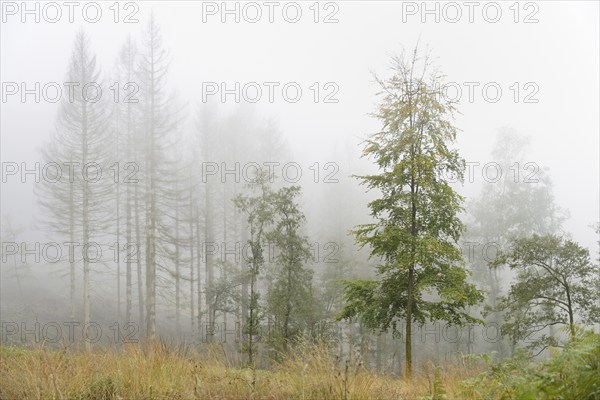 Common beeches (Fagus sylvatica), alders (Alnus) and dead spruce (Picea abies) in dense fog,