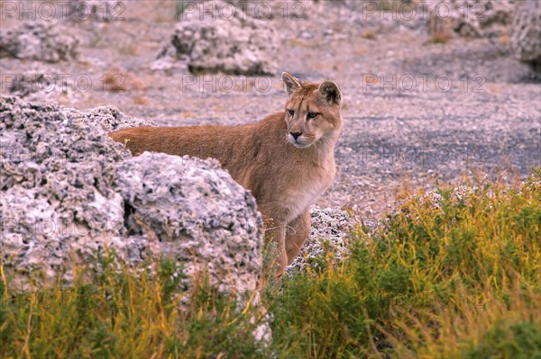 Cougar (Felis concolor patagonica) wbl. Torres del Paine NP, Chile, Torres del Paine NP, South