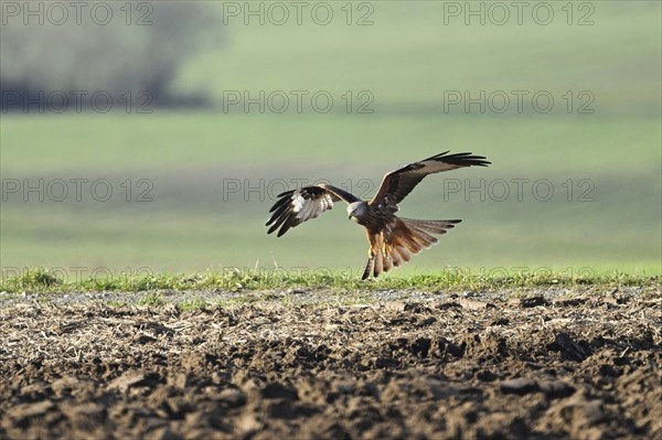 Red Kite, Red Kite, Montagu's Harrier, Montagu's Harrier (Milvus milvus), approaching a field,