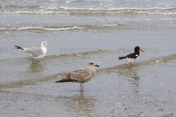 Eurasian oystercatcher (Haematopus ostralegus) and Herring Gulls (Larus michaellis) on the coast,