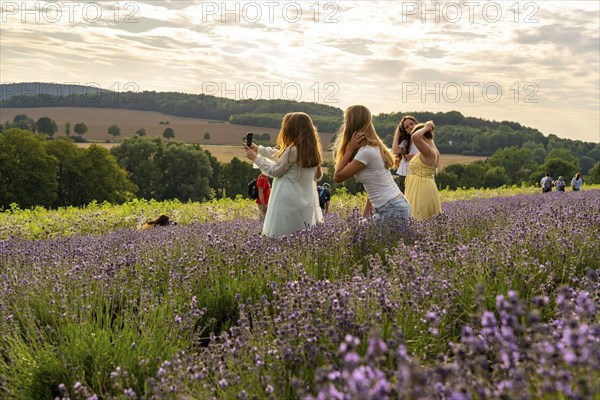 Lavender fields in East Westphalia Lippe, OWL, near the village of Fromhausen, near Detmold, the