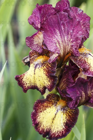 Beautiful multicolored iris flower bloom in the garden. Close up, fragility and summer concept